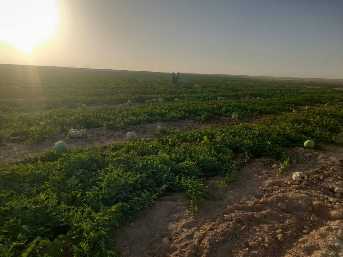 “أبو الجير” ليست صحراءً.. تجربة “صلاح” نجحت في الرمادي والمحاصيل وفيرة (صور)