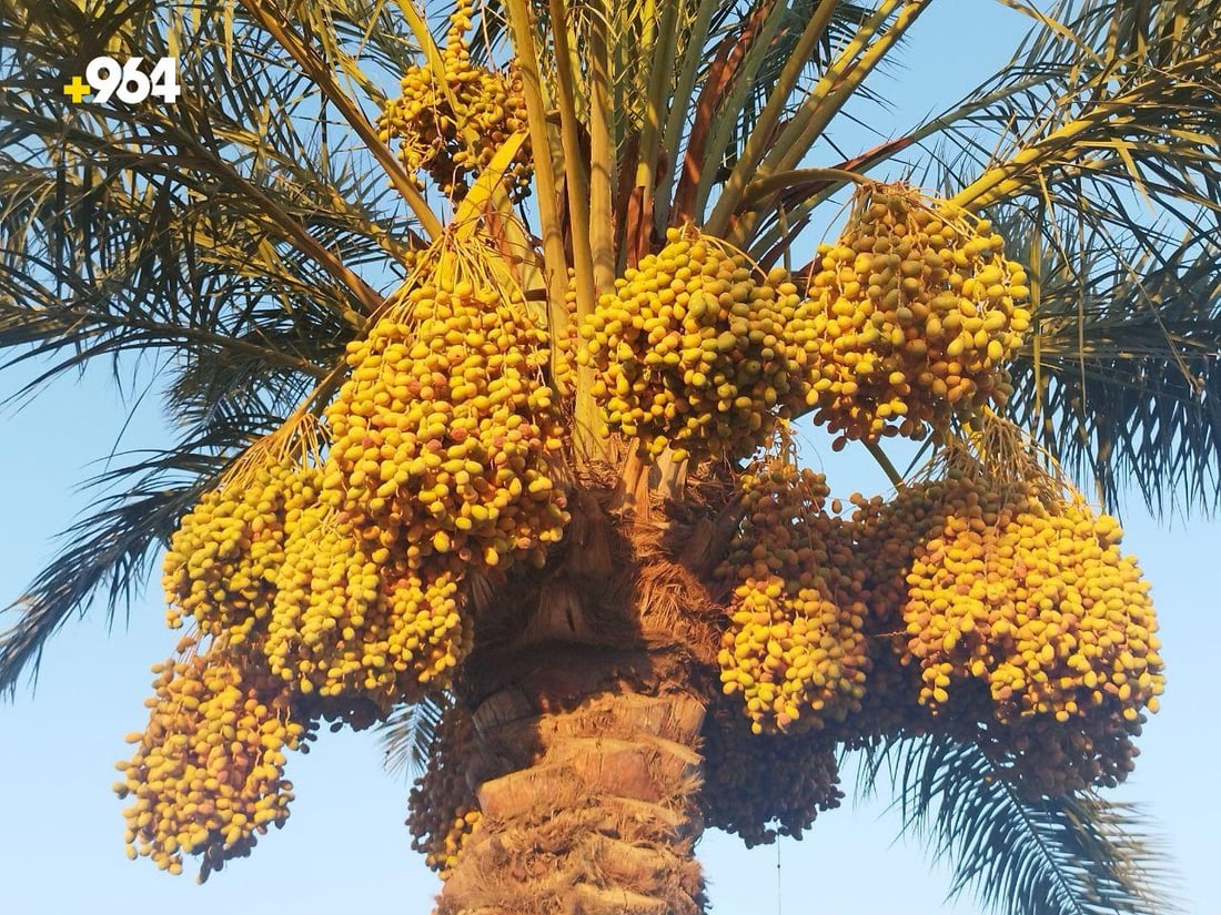 نخيل بابل يتغلب على الجفاف بالآبار الارتوازية.. الزراعة تؤكد وفرة الإنتاج هذا العام