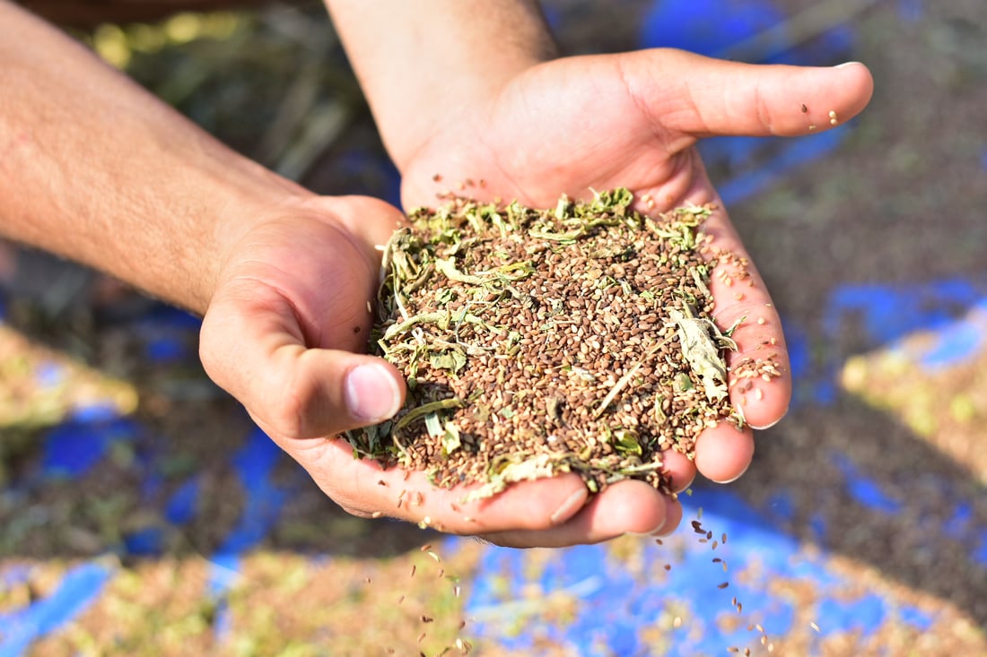 Sesame harvest begins in Mwan village despite irrigation challenges