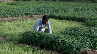 فيديو بدقيقة من شاطئ الكوت: كل ما تريد معرفته عن زراعة ا...