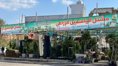 مشاتل ديالى تعمل بالطاقة القصوى في الربيع وترسل شتلة الليمون الى الجهات الأربع