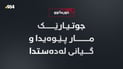 جوتیارێکی گەنج مار پێوەیدا و گیانی لەدەستدا