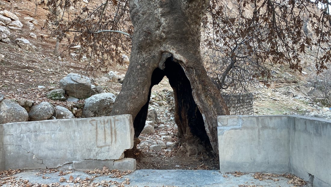 صور: شجرة “جنار” عملاقة في أربيل.. يقف بداخلها إنسان