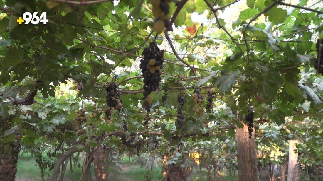 رغم ان الطائرات رشت المبيد على البساتين.. الحلة تخسر موسم العنب بسبب فايروس (صور)
