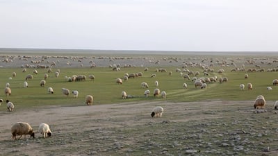 رحلة الشتاء تبدأ في صحراء العراق.. بدو السماوة: سنعود إليكم مع غياب “سهيل” (صور)