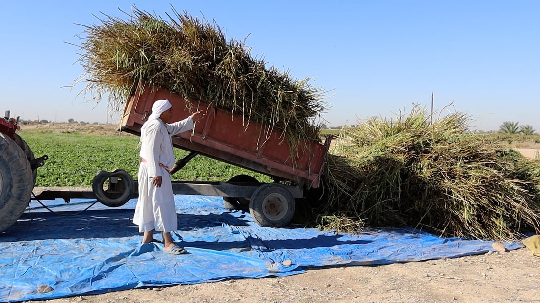 Sesame farmers in Salah al-Din struggle with water shortages, lack of machinery