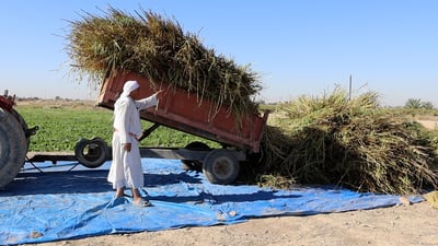 Sesame farmers in Salah al-Din struggle with water shortages, lack of machinery