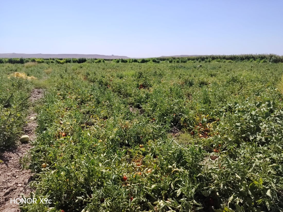 “طماطة نورة” تقفز من 4 آلاف إلى 22 ألفاً.. ربيعة تعوض خسائرها