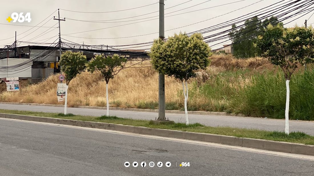 شارەوانی دارەكان رەنگ دەكات