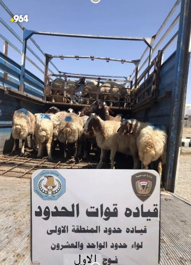 آتية من إيران.. حرس الحدود يضبط 67 رأس غنم حاول مهرب نقلها الى العراق (صور)