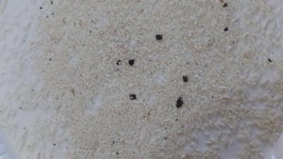 لە کۆیە وردە ئاسن لە برنجی بایەعیدا بینراوە