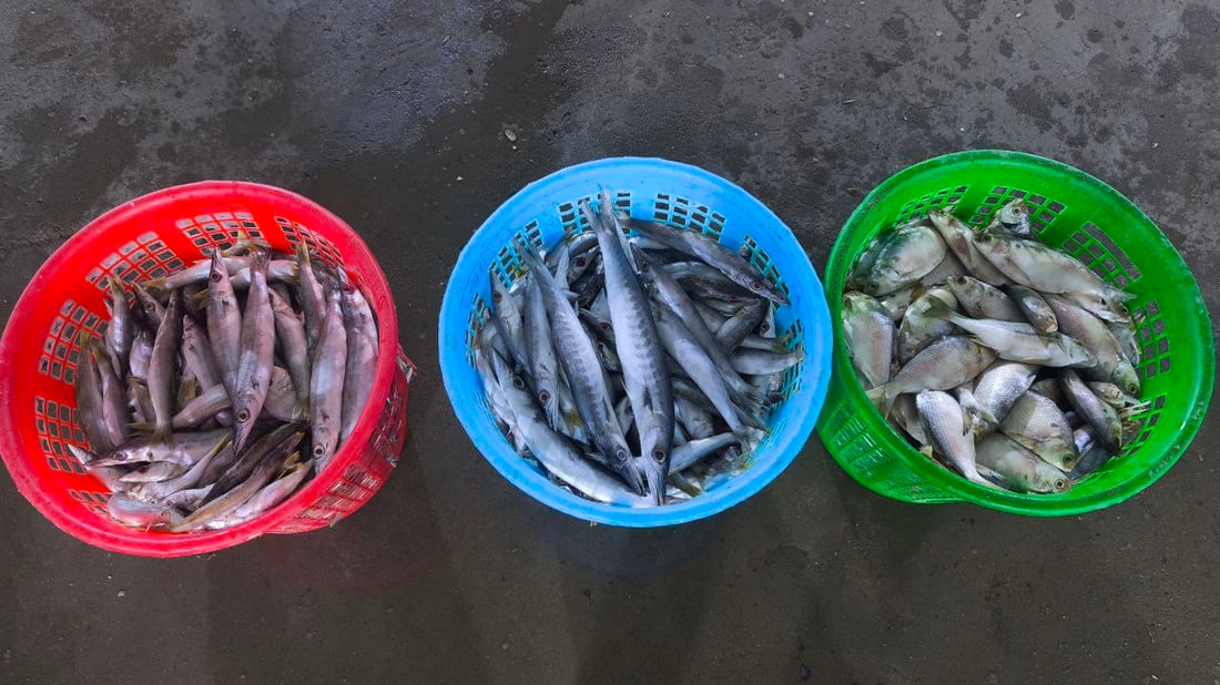 البحر يجود على البصرة.. أسعار الأسماك تهبط و”أكل الفقير” صار بألف دينار