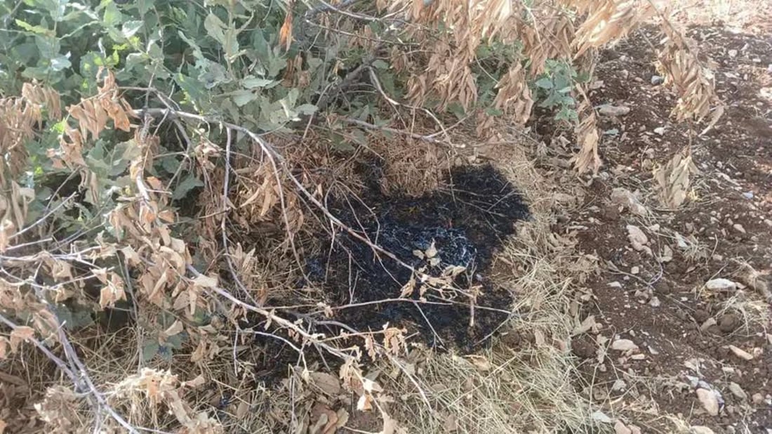 کۆمەڵێک داری تەڕی بڕییەوە و بنەکانیشی سووتاندن؛ دەستگیر کرا