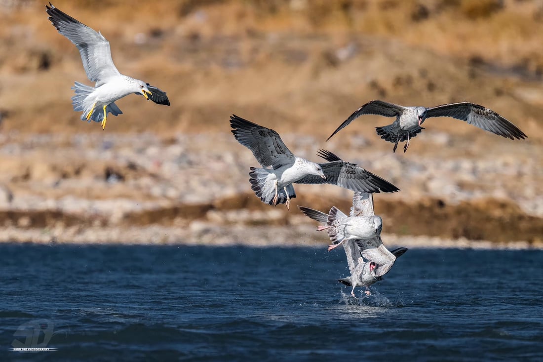 فۆتۆگرافه‌رێك دیمه‌نى شه‌ڕی نه‌وڕه‌سه‌كان له‌سه‌ر ماسی تۆمار ده‌كات