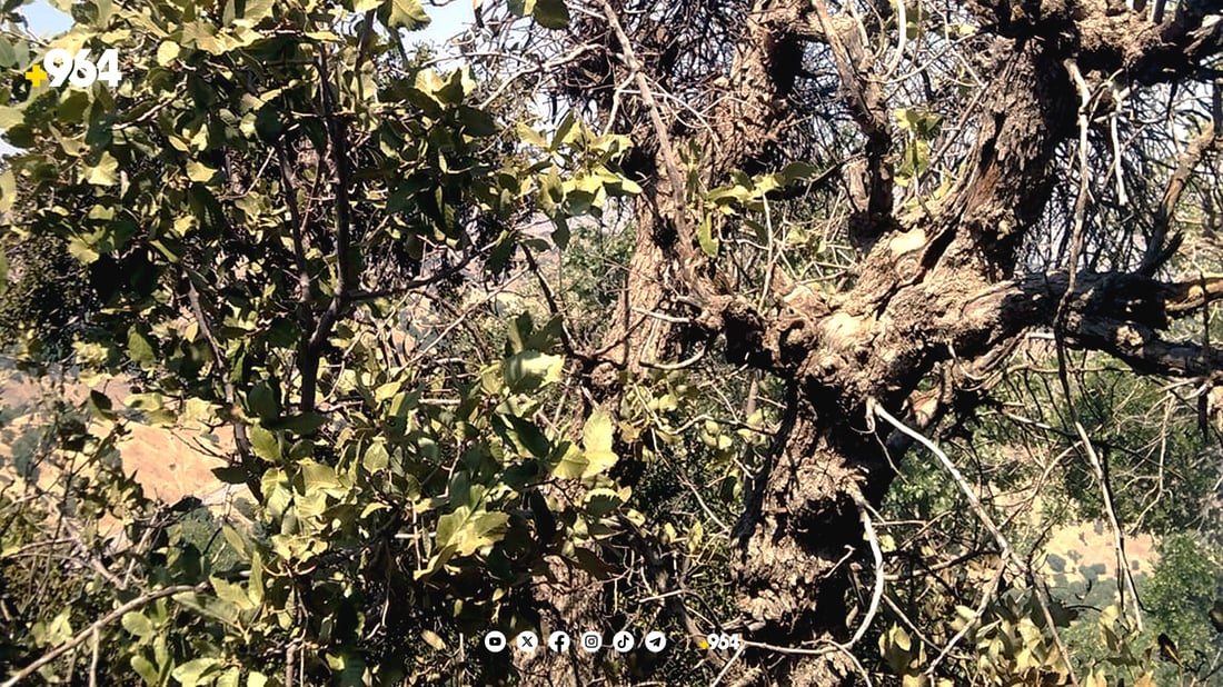 به‌ڕوو و مازووه‌كانى سنوورى ناحیه‌ى سیوه‌یل توشی نه‌خۆشی بوون