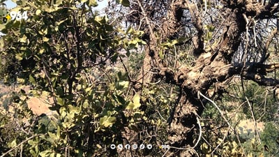 به‌ڕوو و مازووه‌كانى سنوورى ناحیه‌ى سیوه‌یل توشی نه‌خۆشی بوون