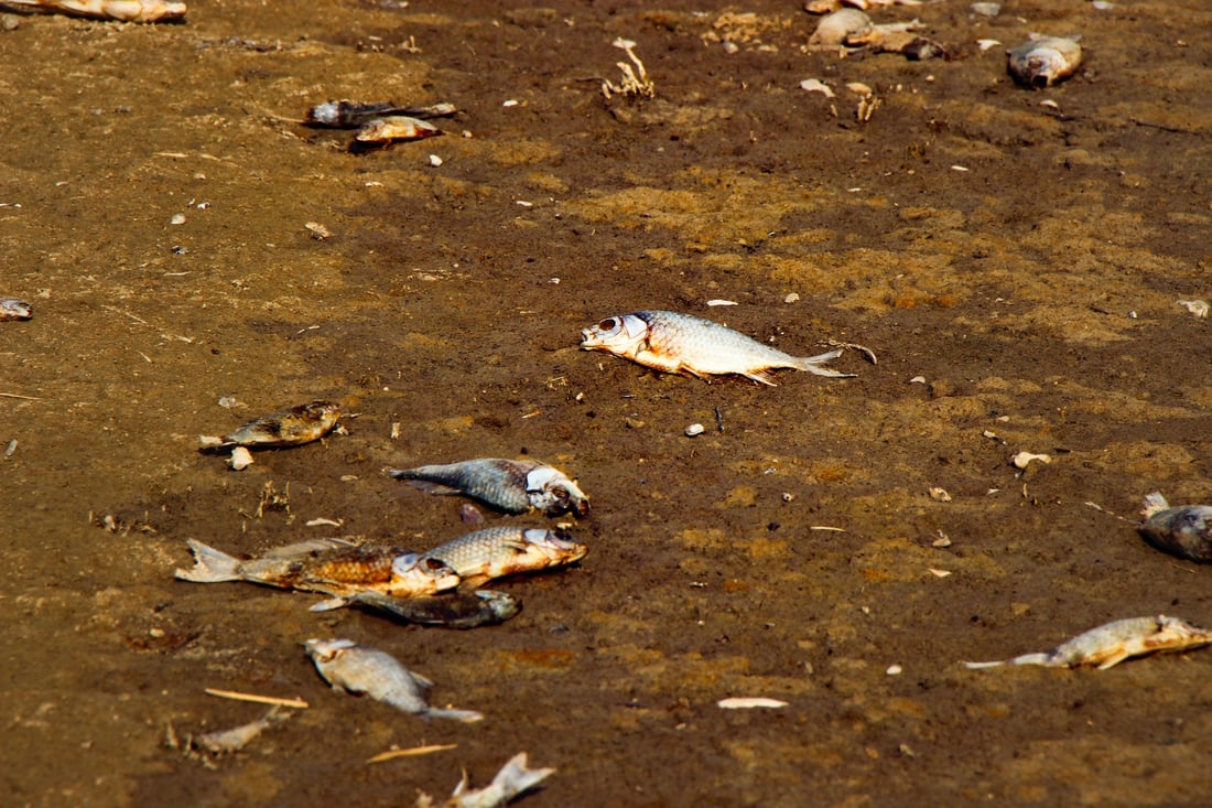 964 به‌دواداچوون بۆ له‌ناوچوونى سه‌دان ماسی له‌ ئاوى سیروان ده‌كات