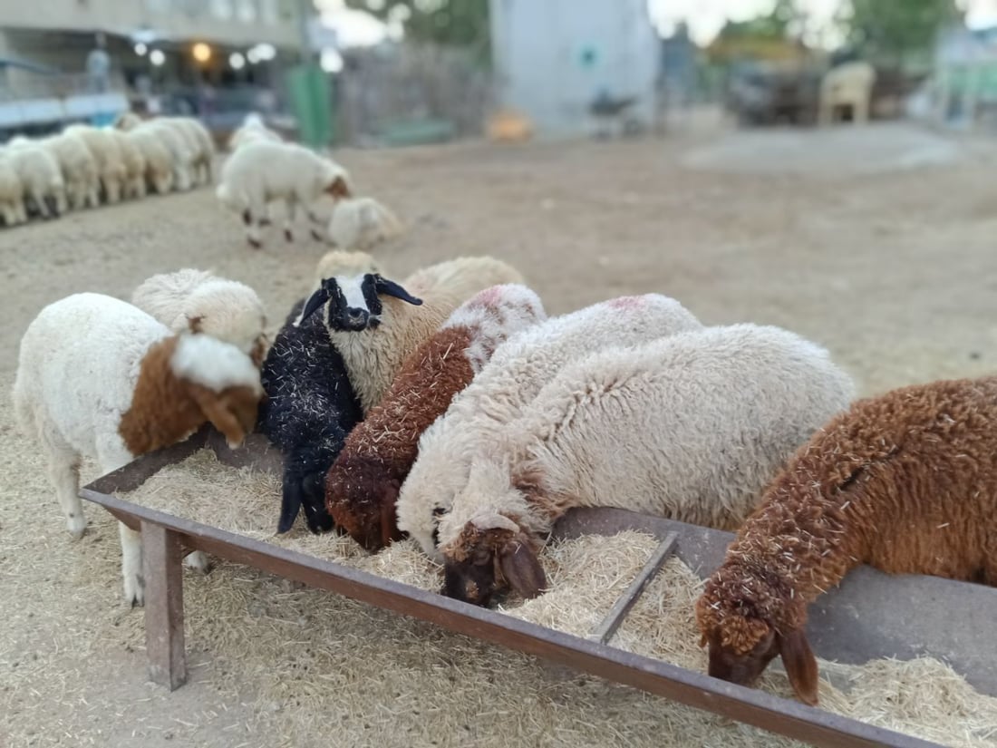 3 وزارات: بيع الغنم على الأرصفة يضبط أسعار اللحم ومن الصعب معاقبة المخالفين