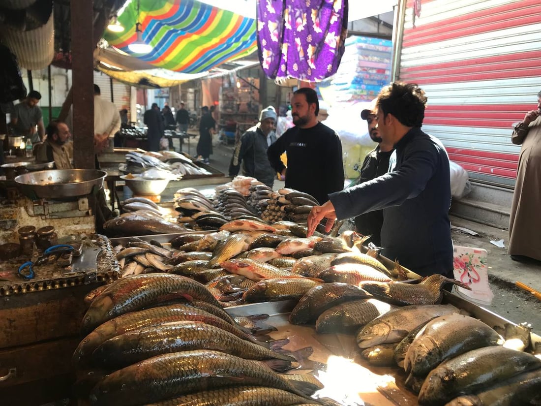 بحري النقعة ونهري البصرة القديمة.. الأسماك أغلى اليوم في سوق الزبير (صور)