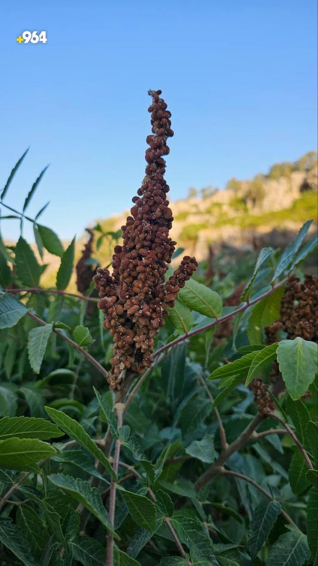 صور: هل رأيت شجرة السماق وثمارها؟ جنوب العراق ينتظر 3 أنواع و5 آلاف طن من دهوك