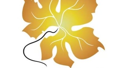 Duhok international film festival’s 10th edition unveils diverse film selection