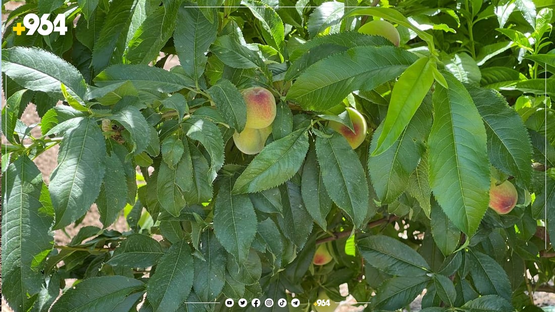 بەرهەمی باخ و رەزەکانی گەشتووەتە هەموو کوردستان