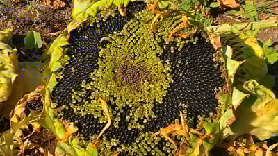 گوڵەبەڕۆژەکەی راپەڕین لە سەر ئاستی کوردستان “یەکەمە”