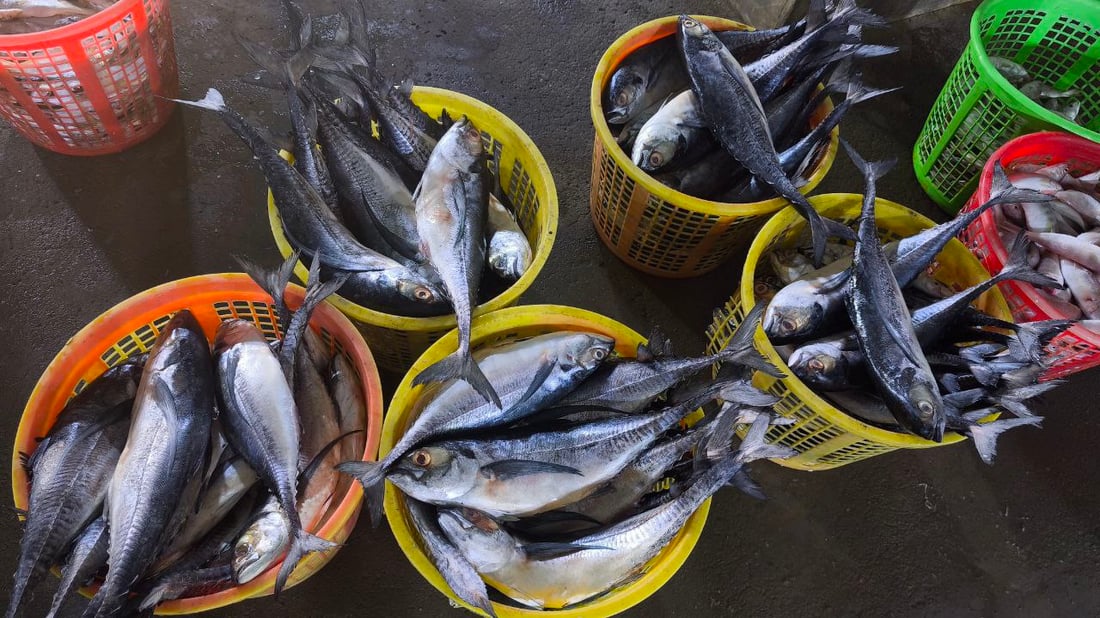 البحر يجود على البصرة.. أسعار الأسماك تهبط و”أكل الفقير” صار بألف دينار