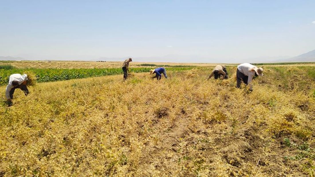 +964صورة من منصة (شبكة): 