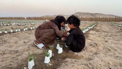 “مطلوب مصريين” في العراق لزراعة الطماطة.. “فلاحنا يفرّ بسبحته”