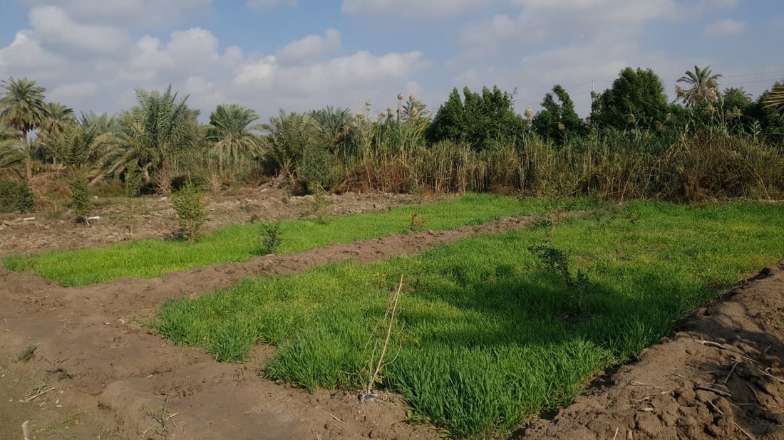 البصرة: أسعار الأراضي الزراعية في “الهارثة” تحلّق.. وتتجاوز تركيا! (صور)