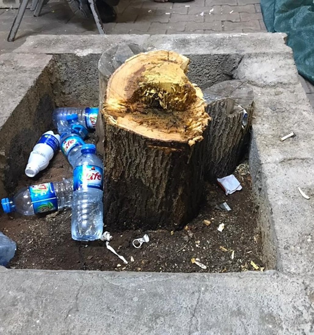 چایچییەک بۆ کەپر دوو داری تەمەن 10 ساڵ دەبرێتەوە