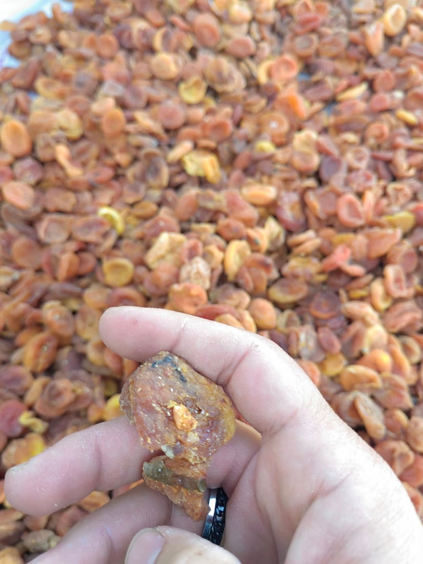 تۆنێک قەیسی وشککراوی کرم لێدراو و 150 کیلۆ ماسی خراپبوو دەستیان بەسەرداگیرا