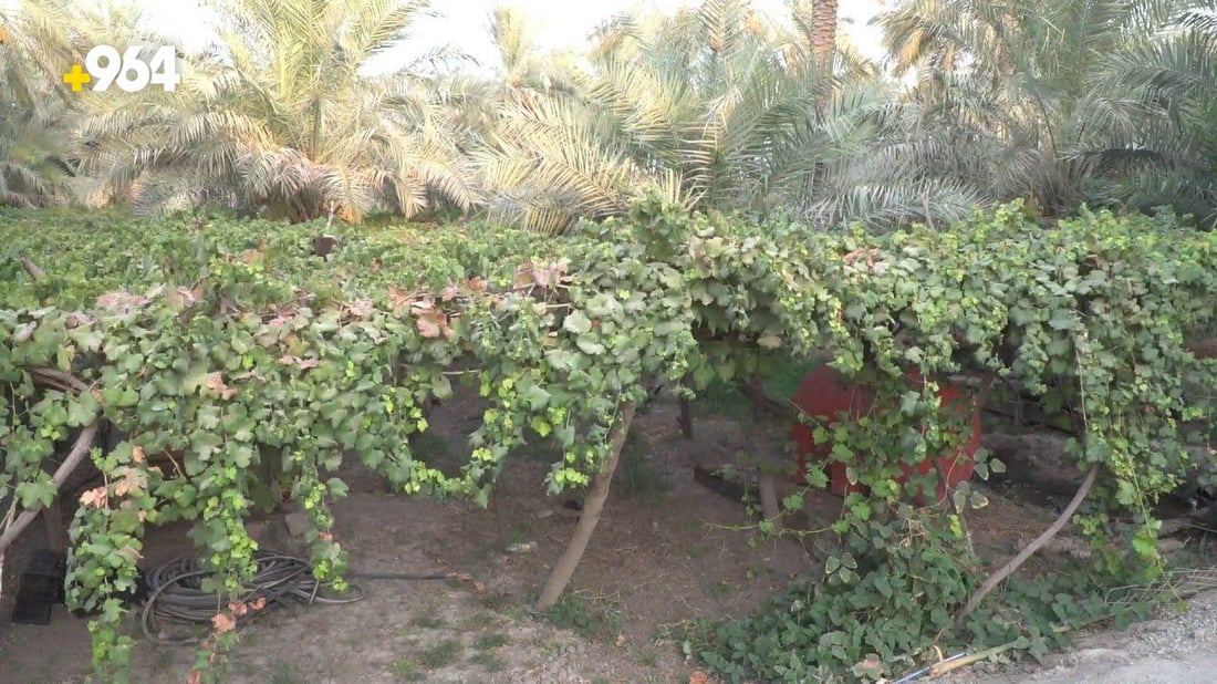 رغم ان الطائرات رشت المبيد على البساتين.. الحلة تخسر موسم العنب بسبب فايروس (صور)