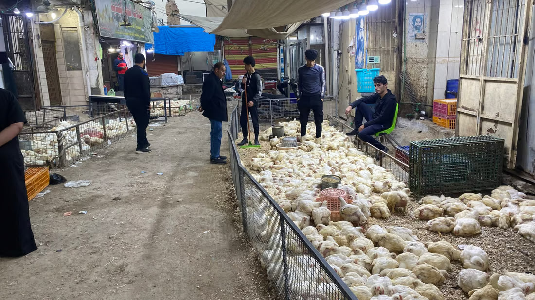 Insight from Basra’s poultry market shows local preferences and pricing dynamics