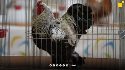 کەڵەشێری هەولێر یەکەمی عێراقە