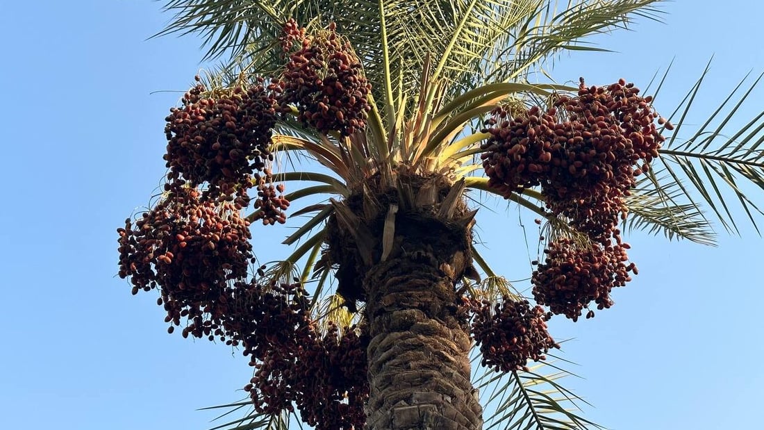 مطلوب “صواعيد”.. عذوق نخيل بغداد حملت كمية مضاعفة هذا العام (صور)