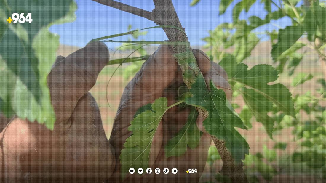 کۆمەڵێک خۆبەخشی پێنجوێن 17 هەزار دار توویان چاندووە