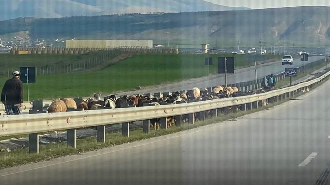 خاوەن ئاژەڵەکانی باسرمە ئاگادار دەکرێنەوە