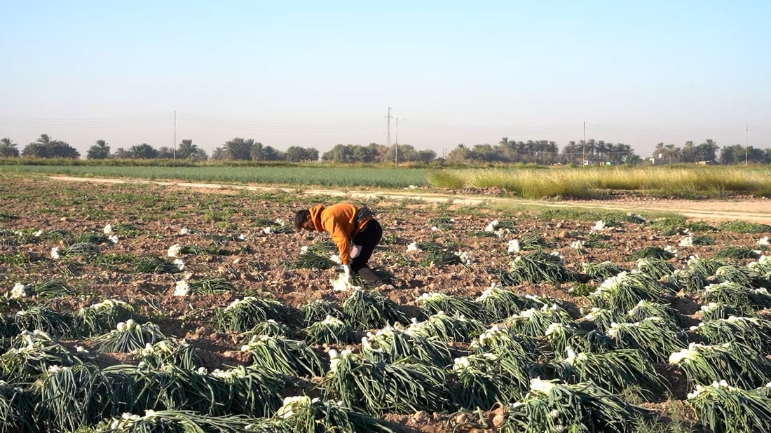 بدأ قلع البصل الأخضر بالأكوام لكن لماذا خشن في الجنوب ورشيق في الشمال؟