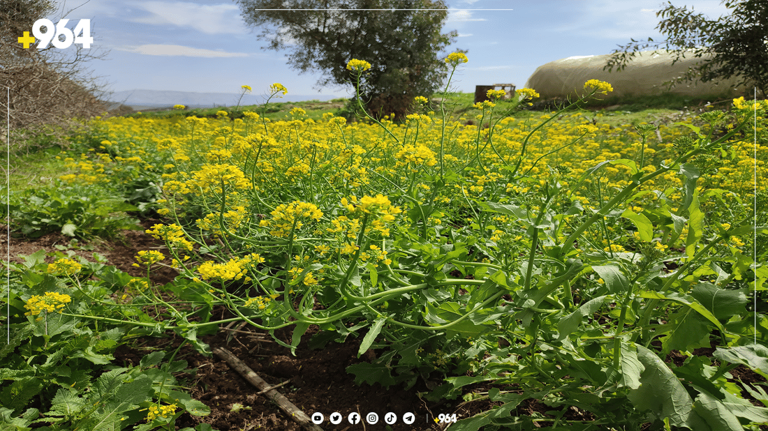 گەنجێکی چەمچەماڵ كارى جیاواز له‌ كشتوكاڵ ده‌كات