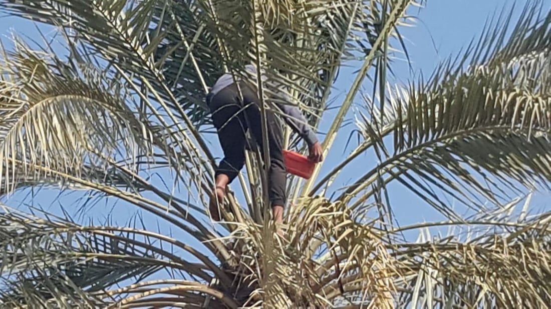 صور من بساتين الاسكندرية: المزارعون كافحوا مرض العناكب والخياس على نفقتهم!