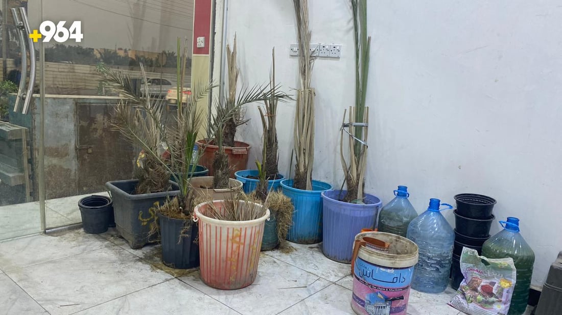صور من البصرة: “أبو سجاد” يبيع أجود النخيل والسر في مختبرات البرحي و”العجوة”