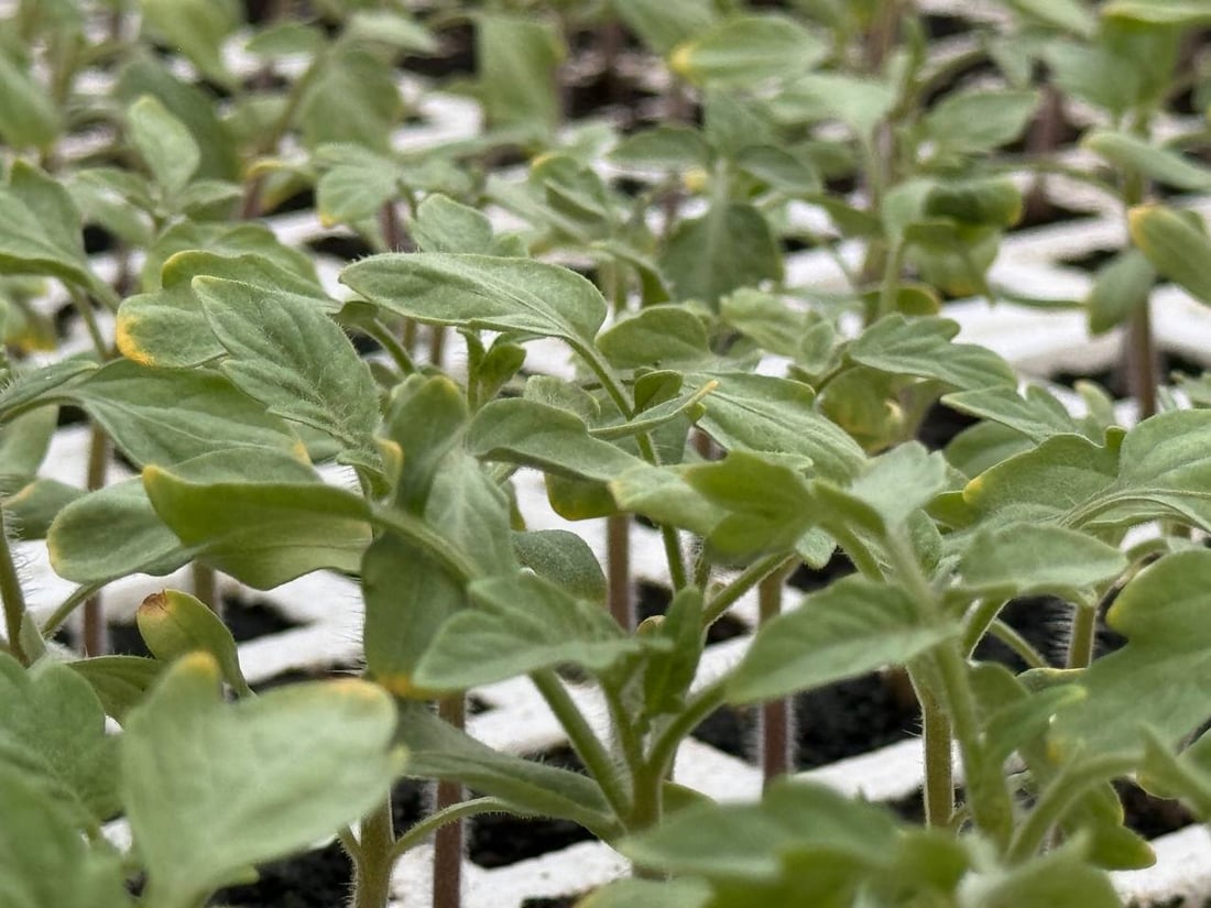 <?php echo get_the_title() ?>