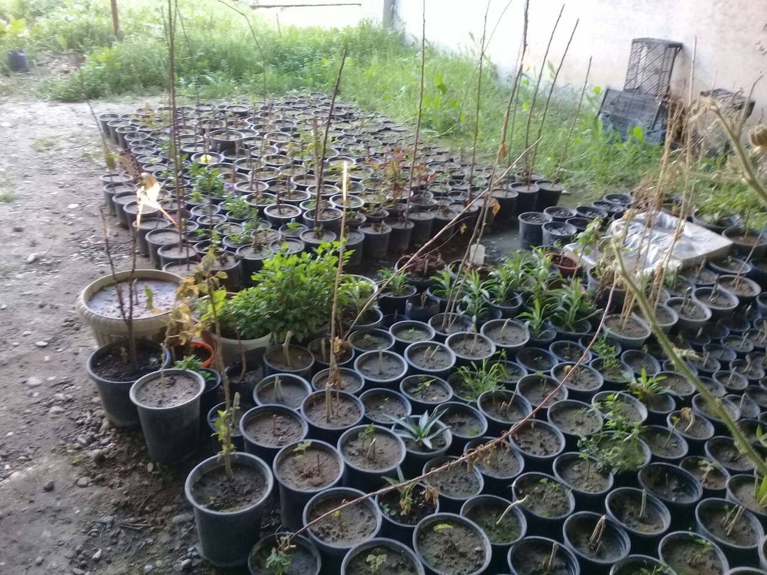 صور: بائع زهور يحوّل مدرسة في آلتون كوبري إلى مشتل.. ”مهجورة منذ 12 عاماً“