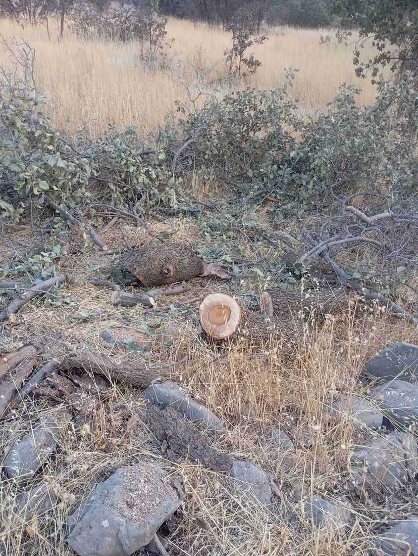 کۆمەڵێک داربەڕووی باڵابەرزی قەتڵوعام کرد؛ دەستگیر کرا