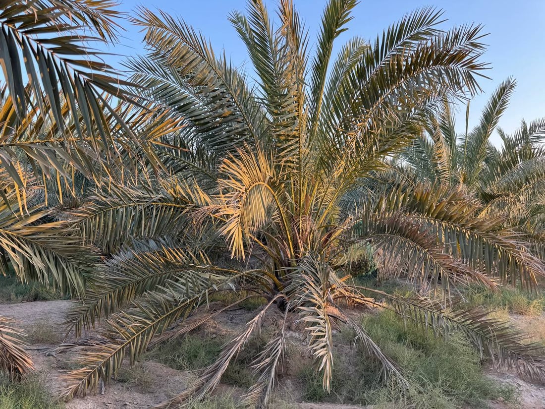 فيديو: وحده البرحي ينبت في الصحراء ويستحق ملياراً من خور الزبير