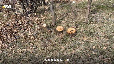 لە سیتەک و شارەزوور دوو کەس لەسەر داربڕین دەستگیر کران