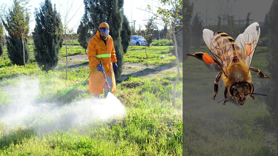  رشاندن به ‌مادده‌ى قڕكه‌ر ساڵانه‌ 30% هه‌نگه‌كانى هه‌رێم له‌ناو ده‌بات