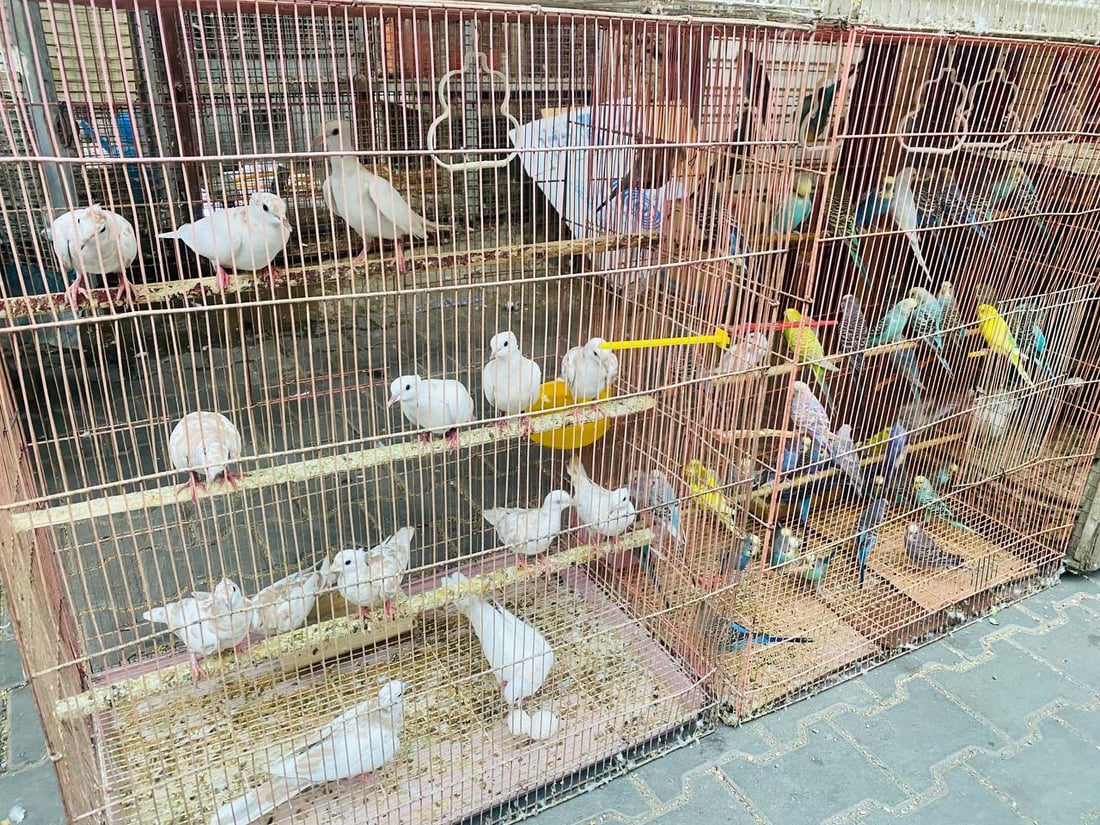 صور: حلَّ الخريف وبدأ موسم تزاوج البلابل.. سوق العمارة امتلأ بأقفاص سعف النخيل